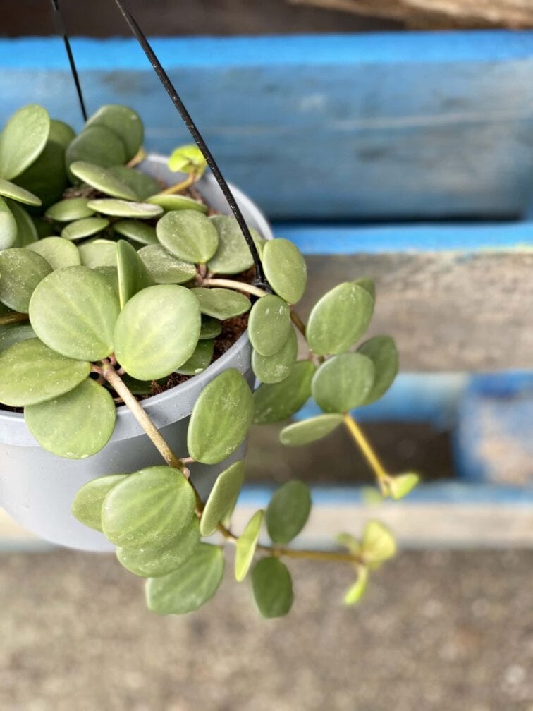 peperomia-hope_17x25-1_1615559472.jpg Zdjęcie rośliny Peperomia Hope, ujęcie 1