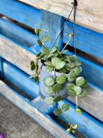 Zdjęcie rośliny Peperomia Hope, ujęcie 2
