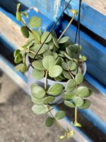 Zdjęcie rośliny Peperomia Hope, ujęcie 3