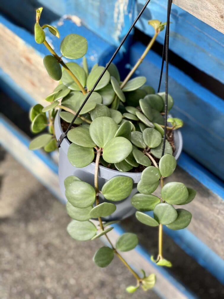 Zdjęcie rośliny Peperomia Hope, ujęcie 3