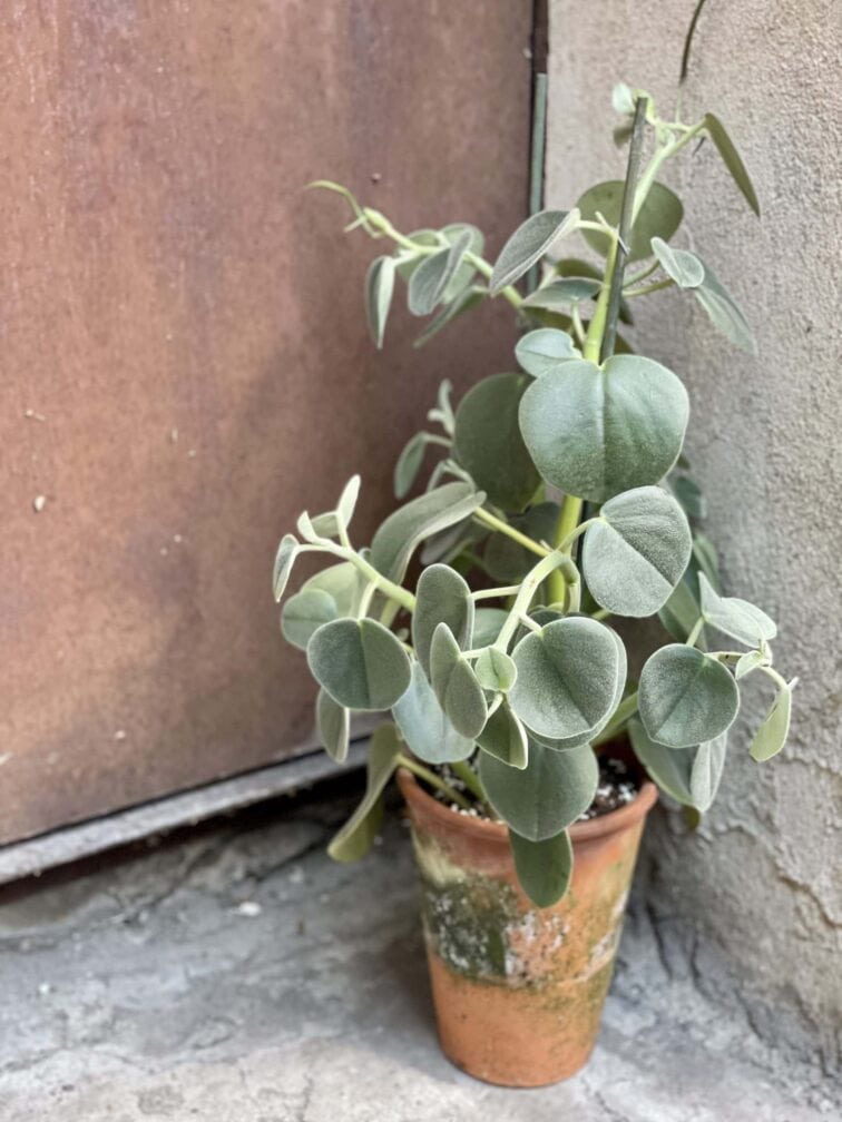 peperomia-hovaria_16x55-1_1615036765.jpg Zdjęcie rośliny Peperomia Hovaria, ujęcie 1
