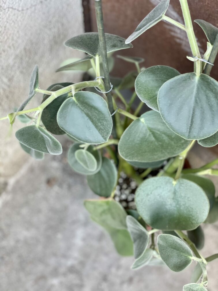 Zdjęcie rośliny Peperomia Hovaria, ujęcie 2
