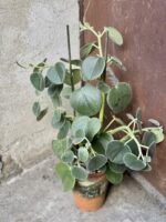 Zdjęcie rośliny Peperomia Hovaria, ujęcie 3