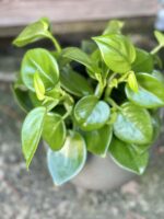 Zdjęcie rośliny Peperomia Saksun, ujęcie 1
