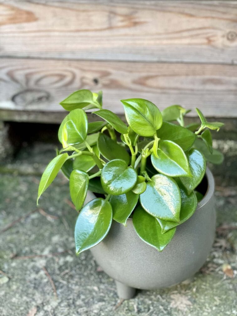 Zdjęcie rośliny Peperomia Saksun, ujęcie 2