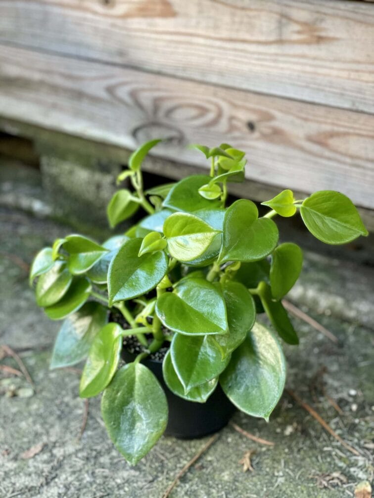 Zdjęcie rośliny Peperomia Saksun, ujęcie 3