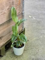 Zdjęcie rośliny Philodendron Apple Green, ujęcie 1