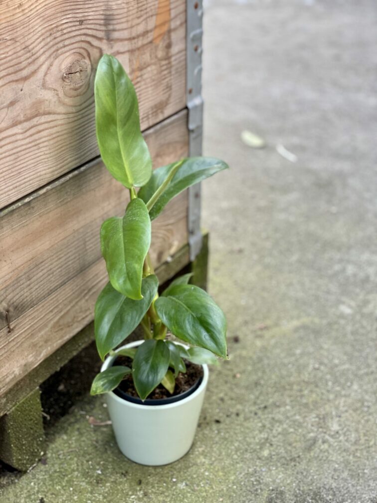 philodendron-apple-green_11x40-1_1616234229.jpg Zdjęcie rośliny Philodendron Apple Green, ujęcie 1