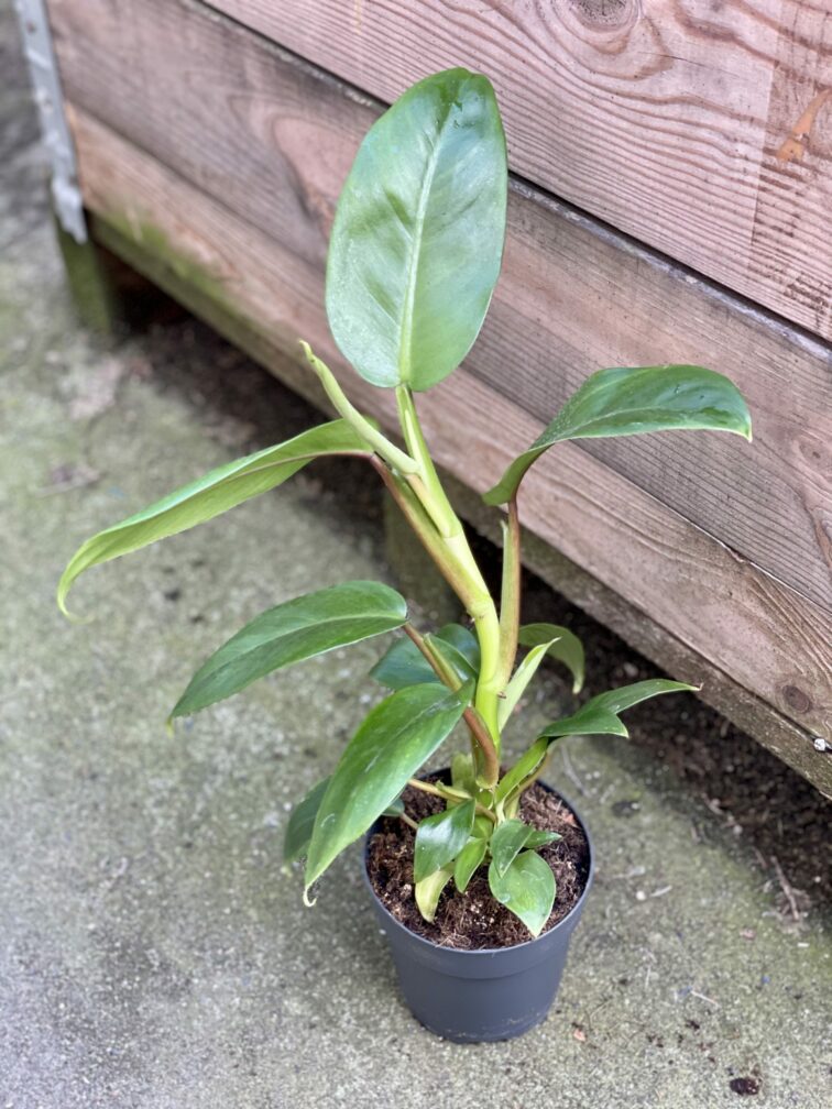 Zdjęcie rośliny Philodendron Apple Green, ujęcie 2