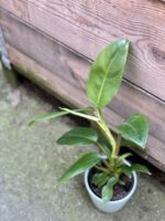 Zdjęcie rośliny Philodendron Apple Green, ujęcie 3