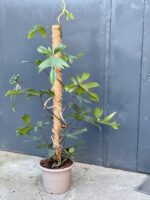 Zdjęcie rośliny Philodendron Florida Green, ujęcie 1