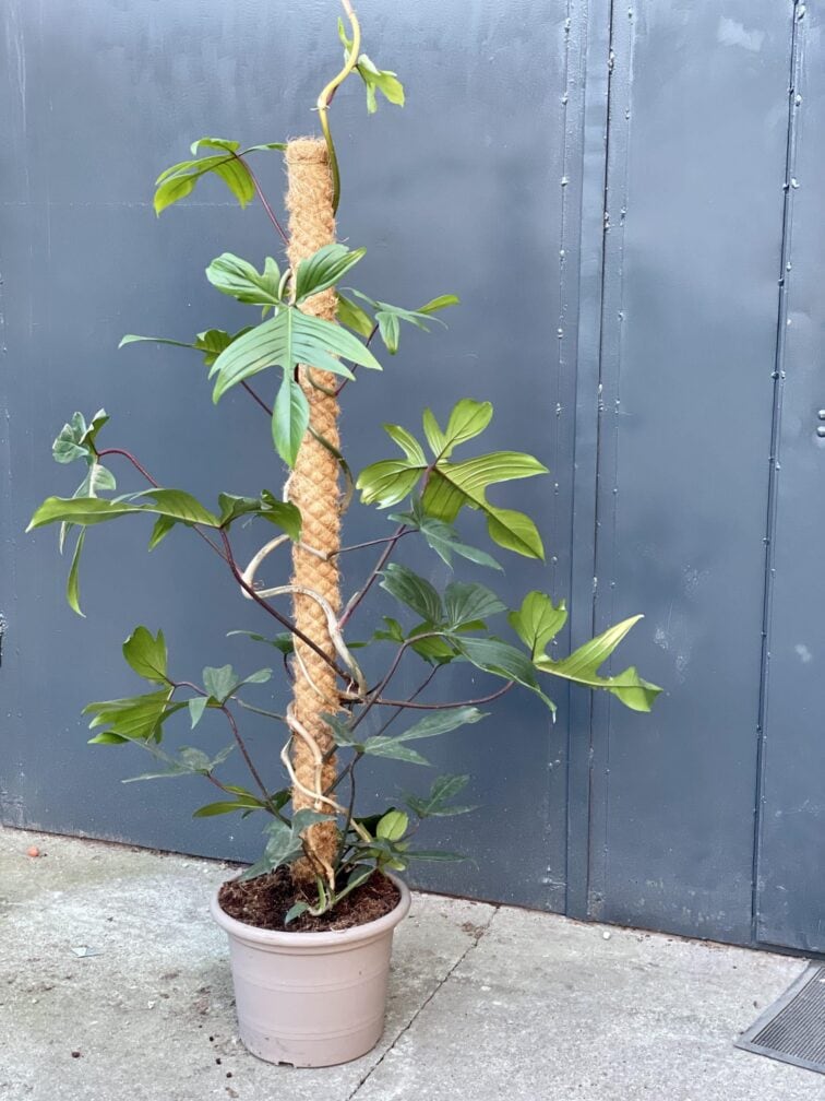 Zdjęcie rośliny Philodendron Florida Green, ujęcie 1