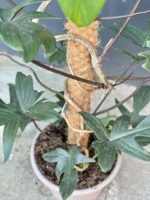 Zdjęcie rośliny Philodendron Florida Green, ujęcie 3