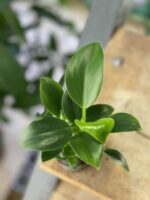 Zdjęcie rośliny Philodendron Green Princess, ujęcie 1
