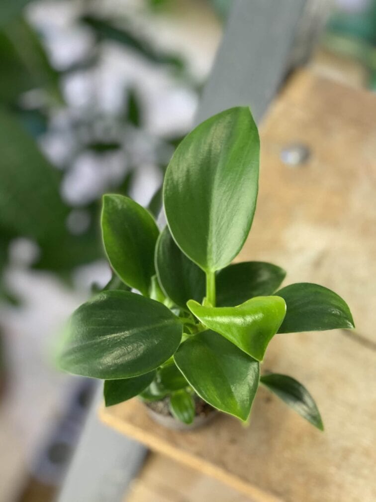 Zdjęcie rośliny Philodendron Green Princess, ujęcie 1