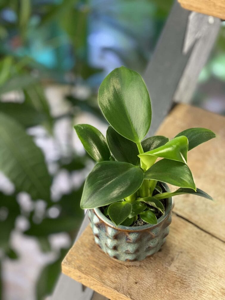 Zdjęcie rośliny Philodendron Green Princess, ujęcie 2