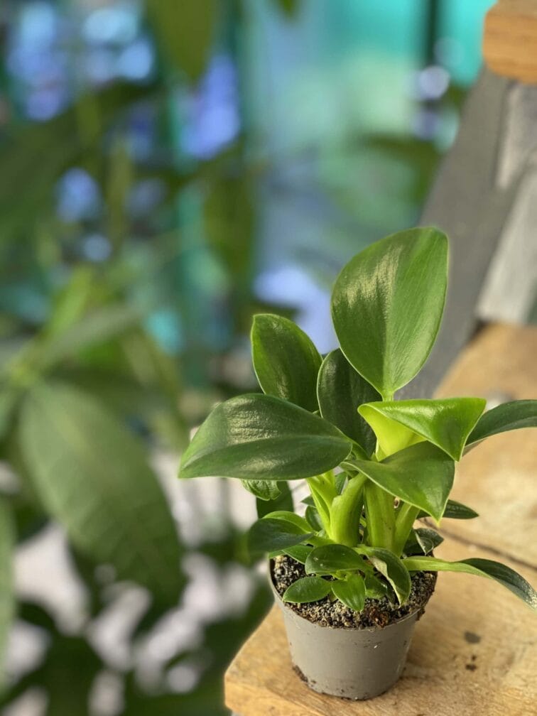 Zdjęcie rośliny Philodendron Green Princess, ujęcie 3