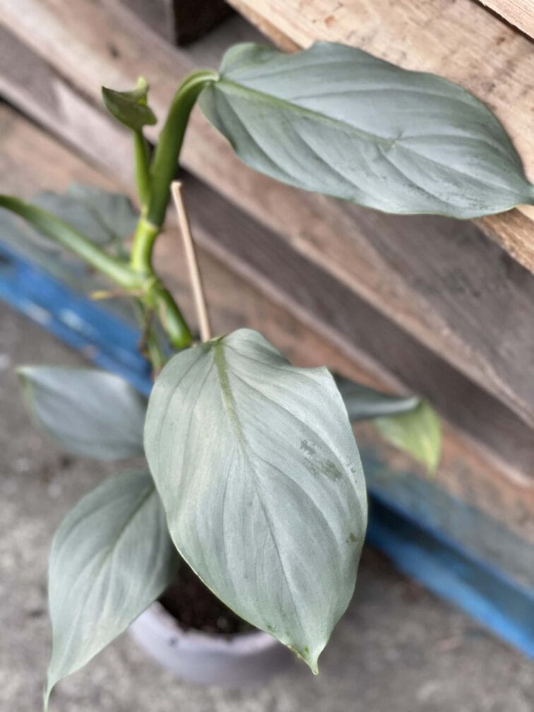 Zdjęcie rośliny Philodendron Hastatum, ujęcie 1