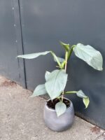 Zdjęcie rośliny Philodendron Hastatum, ujęcie 2