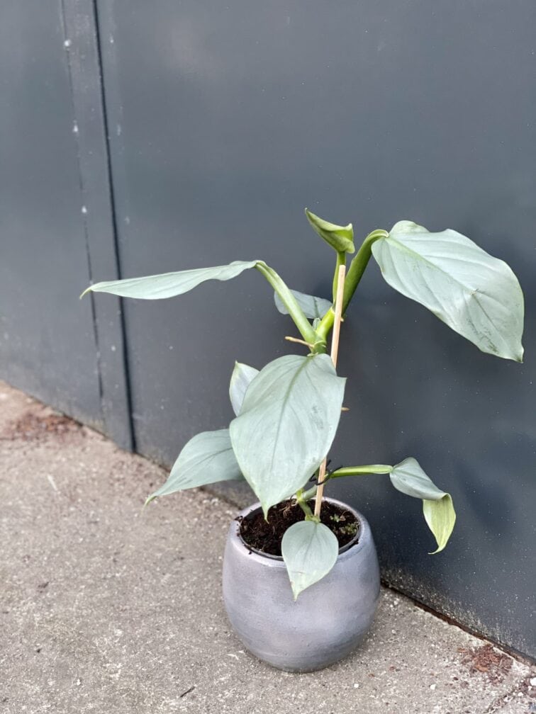 Zdjęcie rośliny Philodendron Hastatum, ujęcie 2