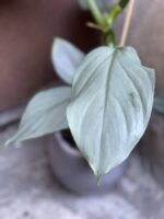 Zdjęcie rośliny Philodendron Hastatum, ujęcie 3