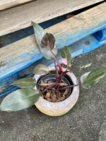 Zdjęcie rośliny Philodendron Pink Princess, ujęcie 1