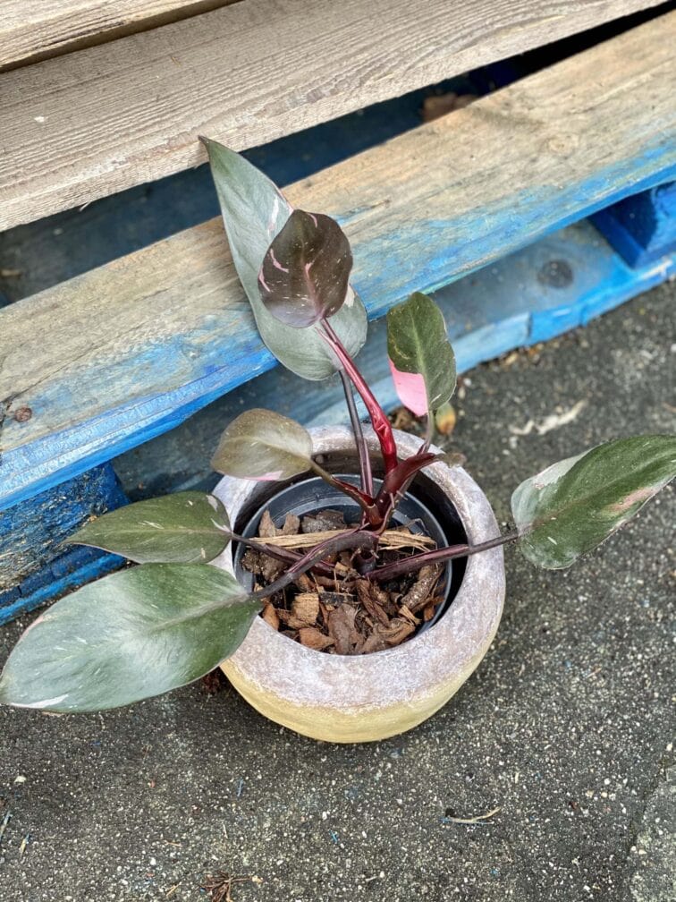 Zdjęcie rośliny Philodendron Pink Princess, ujęcie 1