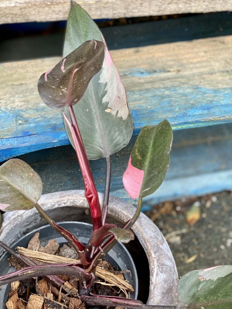 Zdjęcie rośliny Philodendron Pink Princess, ujęcie 2