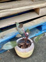 Zdjęcie rośliny Philodendron Pink Princess, ujęcie 3