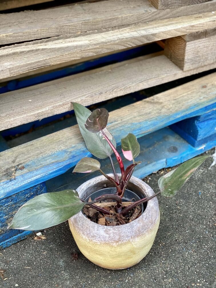 Zdjęcie rośliny Philodendron Pink Princess, ujęcie 3
