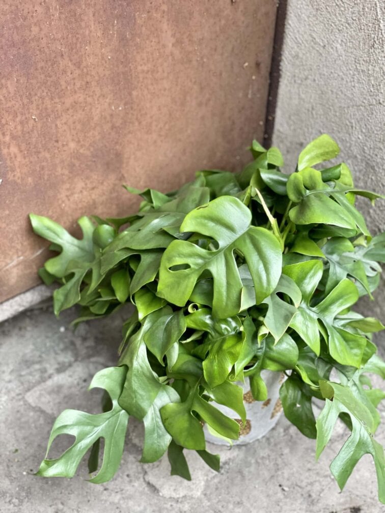 Zdjęcie rośliny Rhaphidophora Tetrasperma (Monstera Minima), ujęcie 2