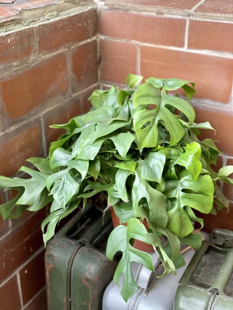 Zdjęcie rośliny Rhaphidophora Tetrasperma (Monstera Minima), ujęcie 3