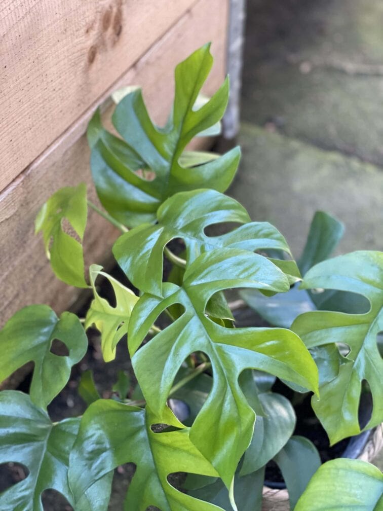 Zdjęcie rośliny Rhaphidophora Tetrasperma (Monstera Minima), ujęcie 2