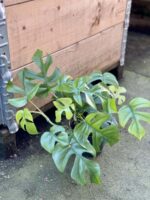 Zdjęcie rośliny Rhaphidophora Tetrasperma (Monstera Minima), ujęcie 3