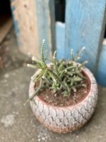 Zdjęcie rośliny Rhipsalis policarpa, ujęcie 1