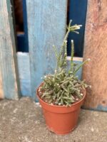 Zdjęcie rośliny Rhipsalis policarpa, ujęcie 2