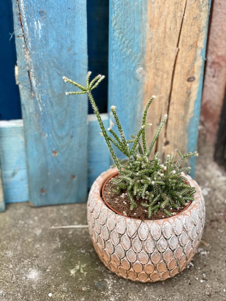 Zdjęcie rośliny Rhipsalis policarpa, ujęcie 3