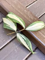 Zdjęcie rośliny Sadzonka Dracaena Milky Way 2, ujęcie 2