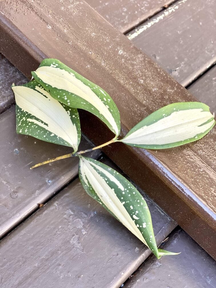 Zdjęcie rośliny Sadzonka Dracaena Milky Way 2, ujęcie 2