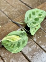 Zdjęcie rośliny Sadzonka Maranta Kerchoveana Variegata 1, ujęcie 1