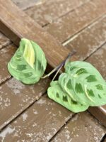 Zdjęcie rośliny Sadzonka Maranta Kerchoveana Variegata 1, ujęcie 2