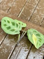 Zdjęcie rośliny Sadzonka Maranta Kerchoveana Variegata 1, ujęcie 3