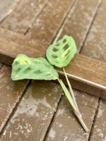 Zdjęcie rośliny Sadzonka Maranta Kerchoveana Variegata 2, ujęcie 1