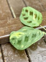 Zdjęcie rośliny Sadzonka Maranta Kerchoveana Variegata 2, ujęcie 2
