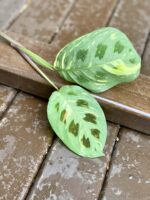 Zdjęcie rośliny Sadzonka Maranta Kerchoveana Variegata 2, ujęcie 3