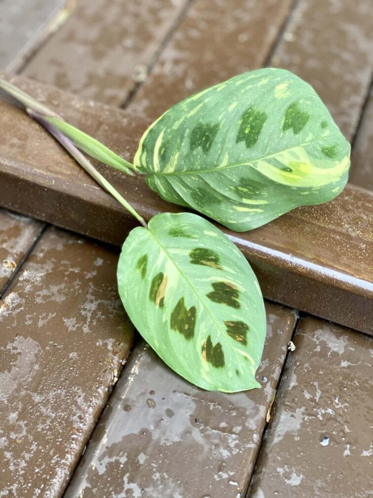 Zdjęcie rośliny Sadzonka Maranta Kerchoveana Variegata 2, ujęcie 3