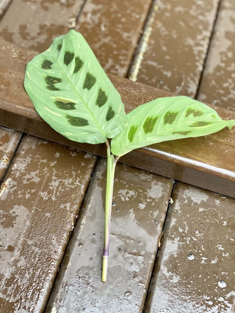 sadzonka-maranta-kerchoveana-variegata-3_1x15-1_1617016368.jpg Zdjęcie rośliny Sadzonka Maranta Kerchoveana Variegata 3, ujęcie 1