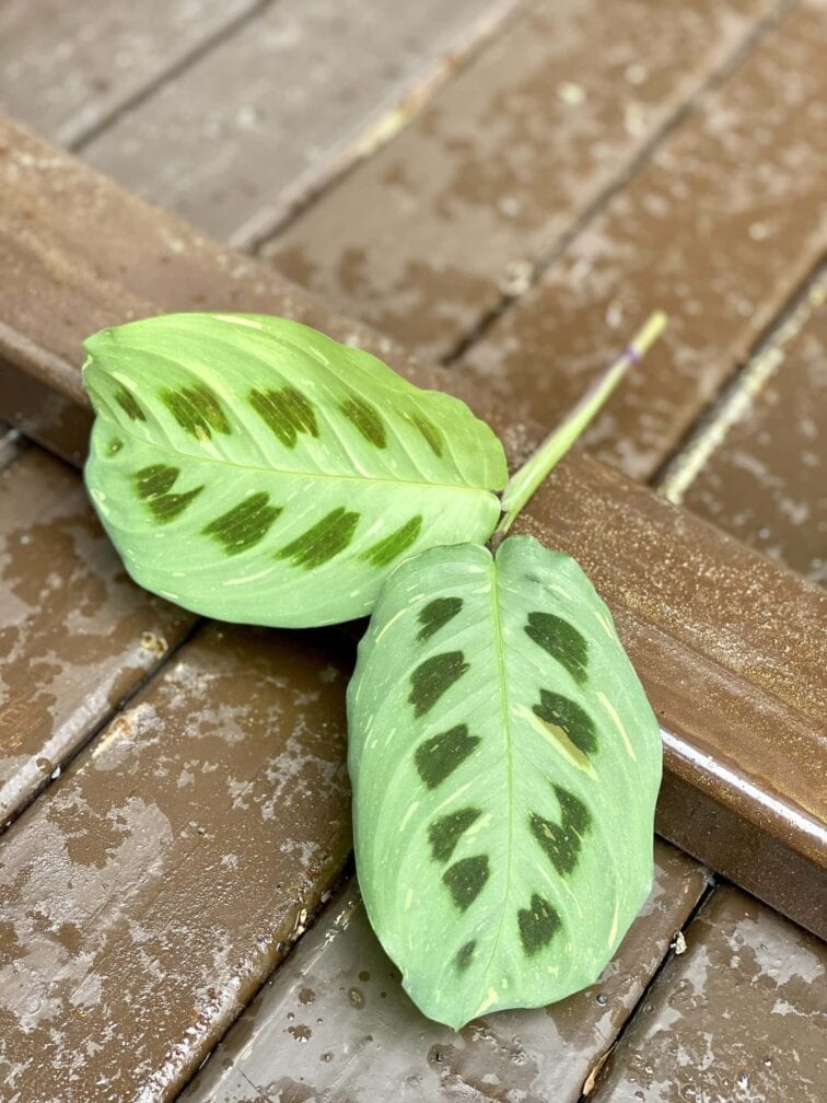 Zdjęcie rośliny Sadzonka Maranta Kerchoveana Variegata 3, ujęcie 2