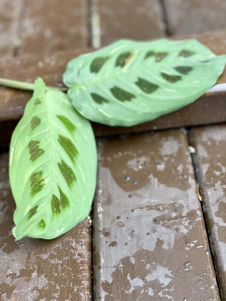 Zdjęcie rośliny Sadzonka Maranta Kerchoveana Variegata 3, ujęcie 3
