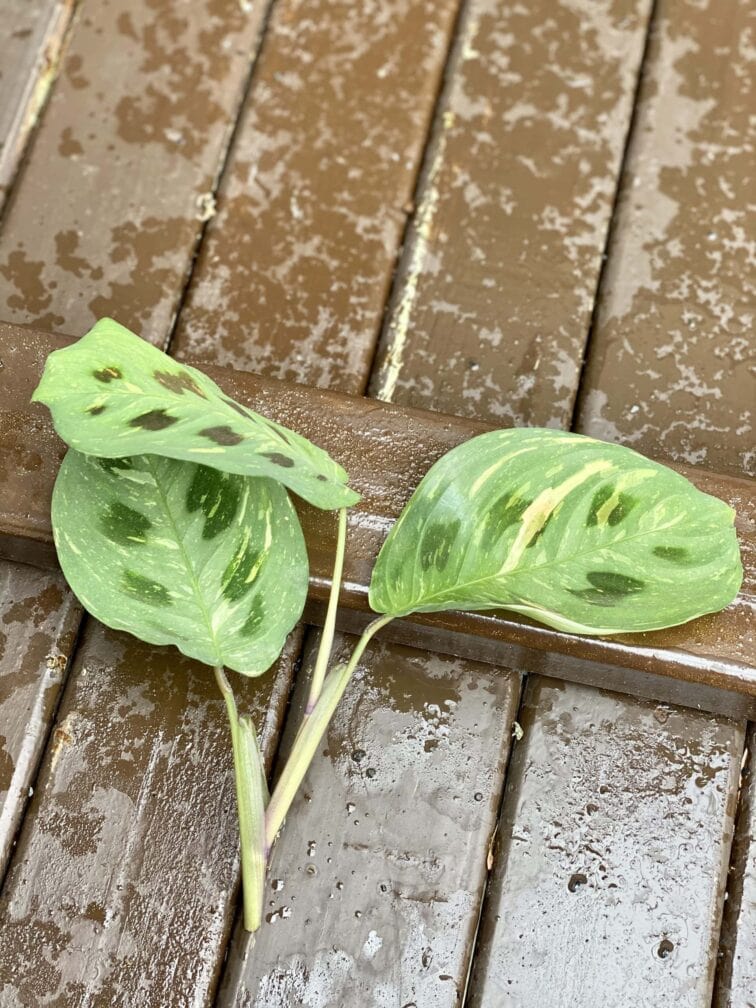 sadzonka-maranta-kerchoveana-variegata-4_1x15-1_1617016390.jpg Zdjęcie rośliny Sadzonka Maranta Kerchoveana Variegata 4, ujęcie 1